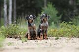 BEAUCERON - PUPPIES 071